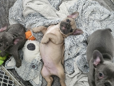 French Bulldog – 3 French bulldog puppies