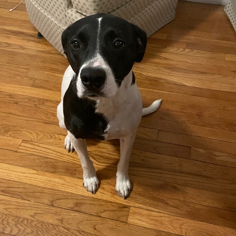 Luna pointer/spaniel  mix