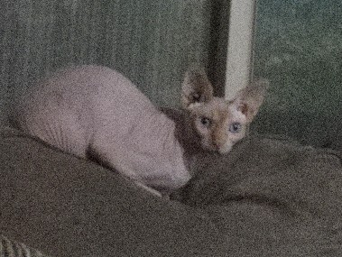 Sphynx – 4 yr old Male flame point Sphynx – Elk Grove