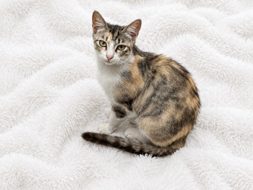 Siberian – EXOTIC MIXED BREAD CATS – Los Angeles