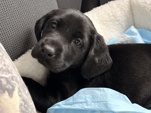 Labrador Retriever - Female Black Lab Puppy available for adoption in Rockford