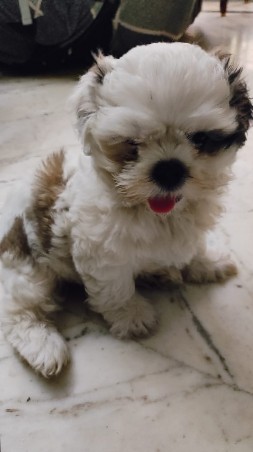 Shih Tzu – Cute Puppies for sale
