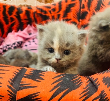 Persian (Modern) – Persian kitten