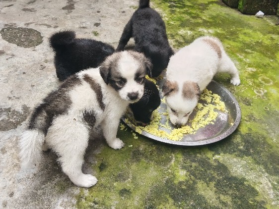 Indian Spitz – Spitz Puppies for sale – Kadamtala