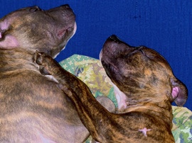 American Staffordshire Terrier – Siblings – Dayton