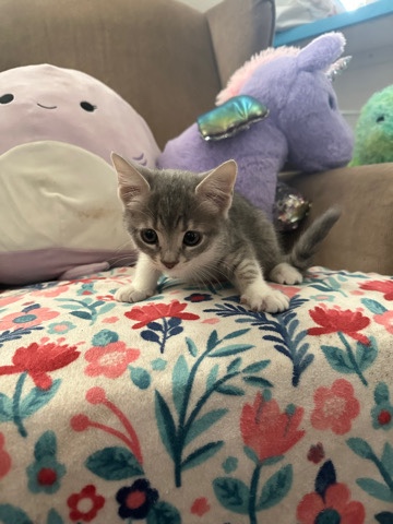 kittens