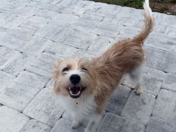 Jack Russell Terrier – Sweet, Gentle Terrier Mix Looking for His Forever Home ❤️ – Fort Myers