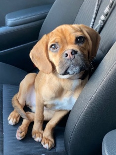 Pug – Female Puggle