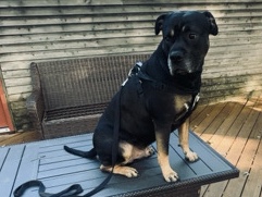Rottweiler – kilo – Indianapolis