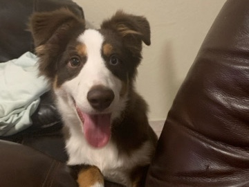 Australian Shepherd – Aussie -Australian Shepherd – Vero Beach