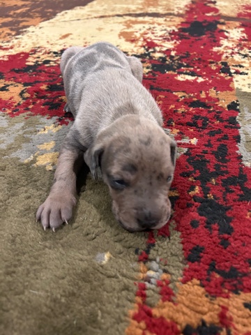 Great Dane – Dinet Family Danes