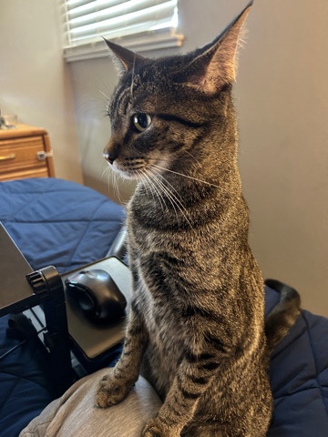 American Shorthair – Female tabby cat for sale to a good home.