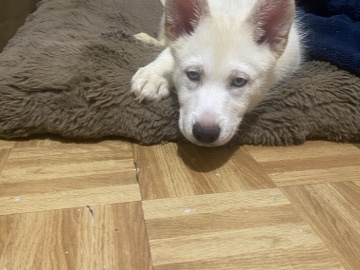 his name is snow he is a baby husky and needs a home asap 