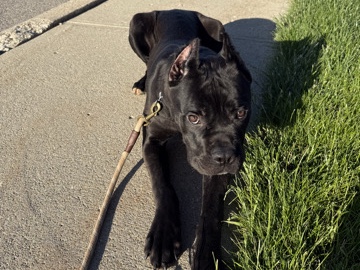 Cane Corso – pure bred female cane corso – Troy