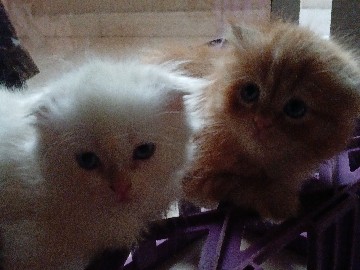 Scottish Fold – scottishfold – Ajman