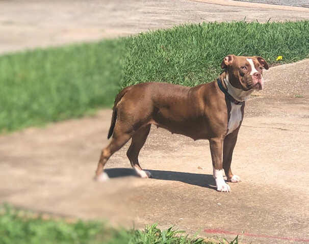American Pit Bull Terrier – 1 year old pit female family dog kid friendly