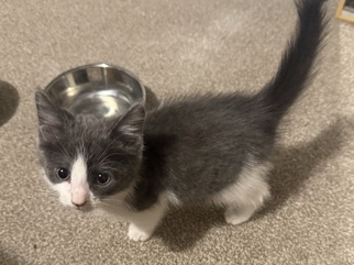 Munchkin - Jack available for adoption in Milton Keynes