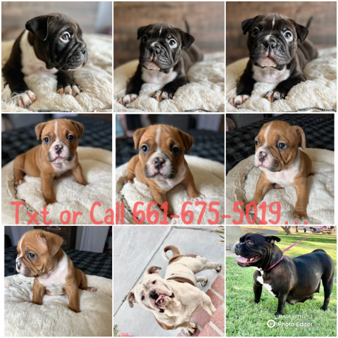 American Bulldog – Pocket Bullys -Ready 4 Home