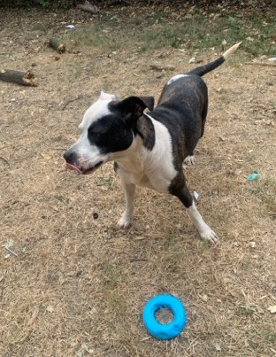 American Pit Bull Terrier – Jessie (purebred/American bully standard)