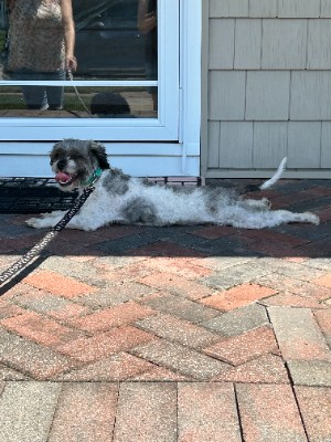 Poodle – Eustace is a male shi tzu/poodle mix – New York