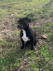 American Pit Bull Terrier – re-homing fee