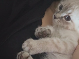 Siamese – Lynx Point white Siamese – Monroe