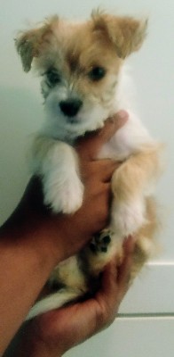 Maltese – Adorable Small Breeds – Gaithersburg