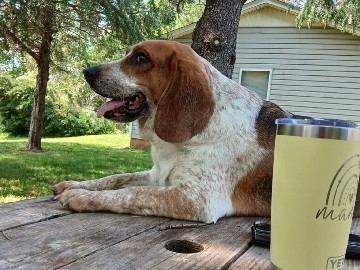 Rehoming Beagle/Basset hound 