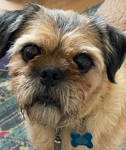 Border Terrier – A new home for my beloved Teddy