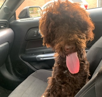 Poodle – golden doodle