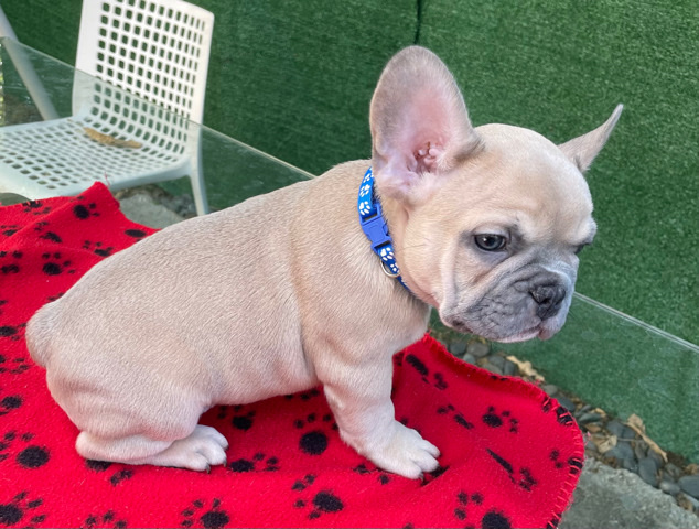 French Bulldog – French bulldog
