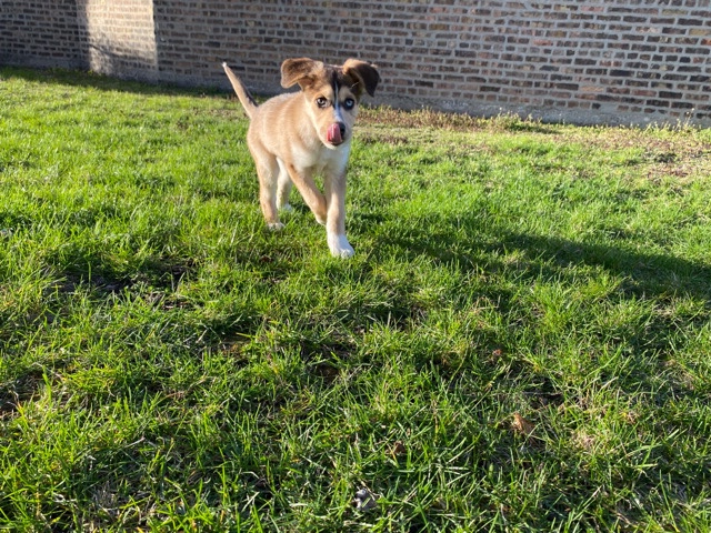 Labrador Husky – 13 week old husky