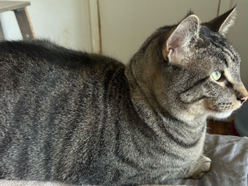 Friendly Cat for Rehoming – 2.5 Years Old – Hutchinson