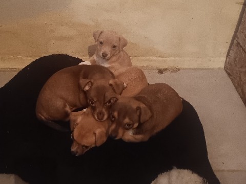 Chihuahua – Chihuahua, puppies. – Hamilton