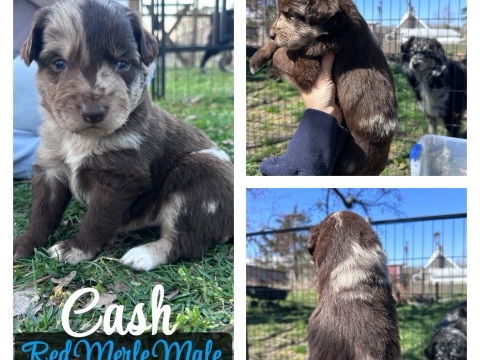 Australian Shepherd – Australian Shepherd – Suffolk