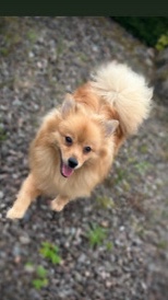 Pomeranian – TEDDY🐶 handsome Pomeranian looking for new home🏡