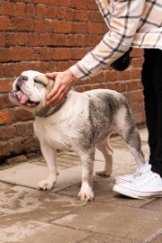 Bulldog – English Bulldog
