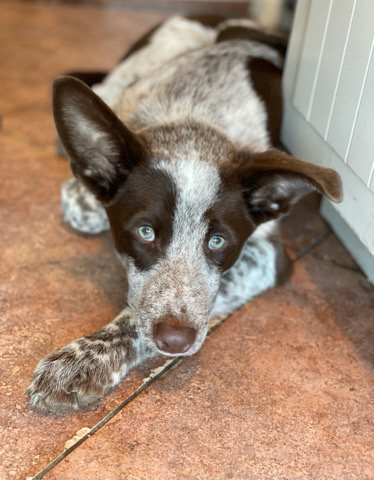 Cattle dog & Healer mix