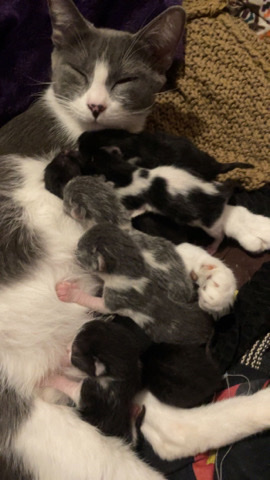 kitten !