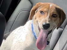 Beagle – Friendly Beagle Puppy for Sale – 7 Months Old – Baton Rouge