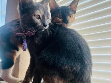 American Shorthair β Bonded beautiful sisters-Kittens