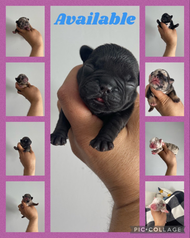 French Bulldog – for sale