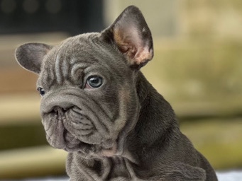 French Bulldog – French bulldog Big Rope Female – Sioux Falls