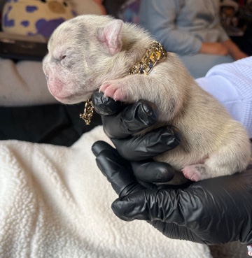 French Bulldog – beautiful cream and Merle female frenchie