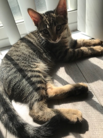 Toyger – Rehome Toyger kitten