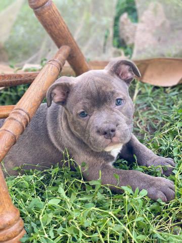 American pocket bully abkc registered