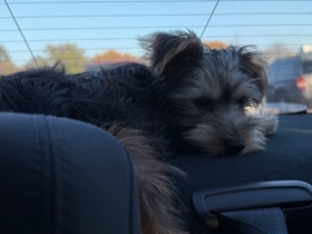 my baby needs a home