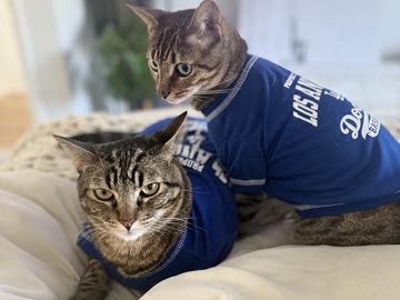 Russian White, Black and Tabby – Two Boys, One Home: Zeke & Zeus Must Stay Together – Manhattan Beach