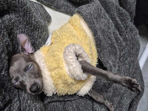 Image of Italian Greyhound