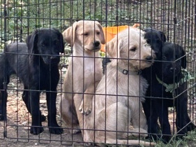 3 Rottie poo puppies – Milwaukee